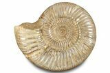 Polished Jurassic Ammonite (Perisphinctes) - Madagascar #283212-1